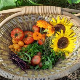 Après la plantation, les récoltes